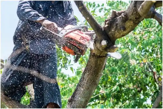 tree services Mount Wolf